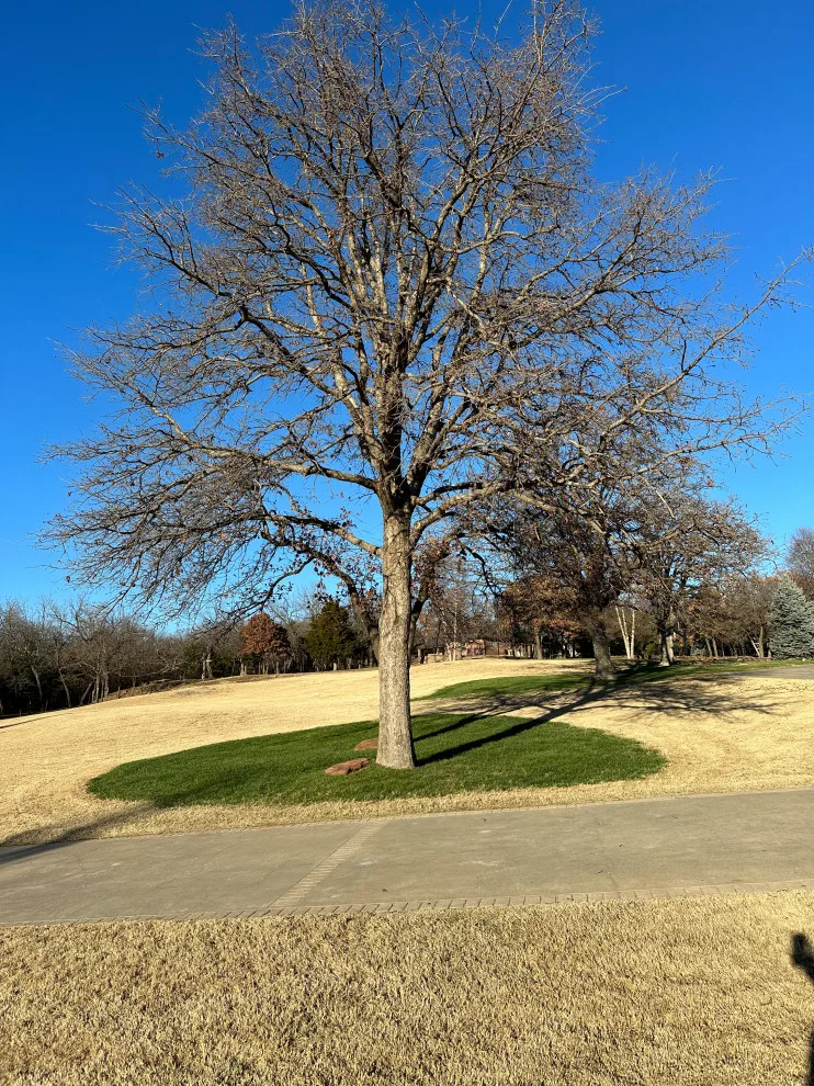 Lawn Care and Turf Management by Davis Garden & Landscape - Photo 6