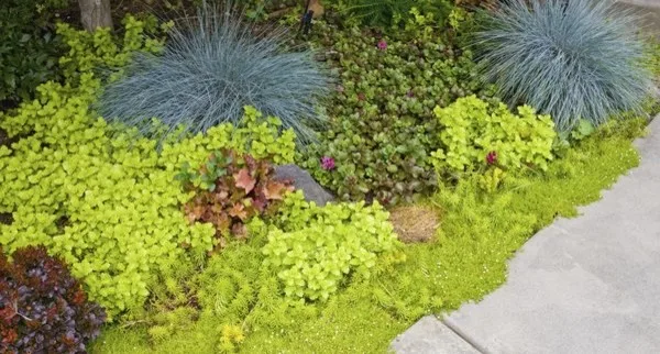 Alternative Lawn Solutions by Barbara Safranek Landscape Design - Photo 7