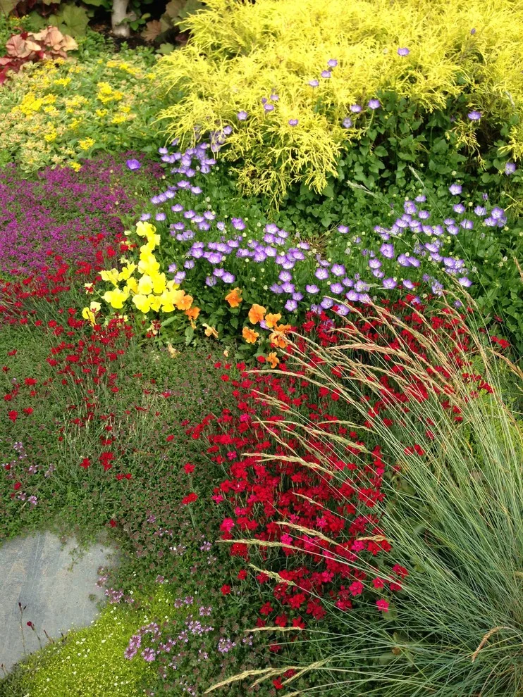 Alternative Lawn Solutions by Barbara Safranek Landscape Design - Photo 3