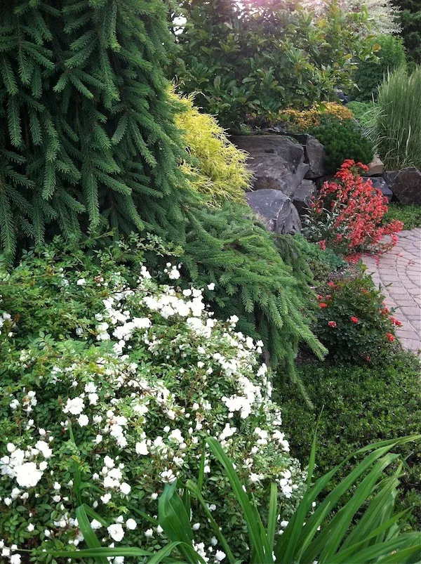 Everlasting Sun Edging by Barbara Safranek Landscape Design - Photo 3