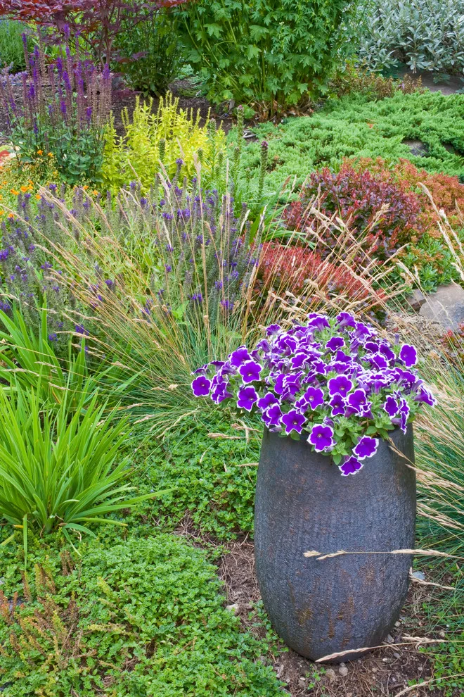 Everlasting Sun Edging by Barbara Safranek Landscape Design - Photo 5