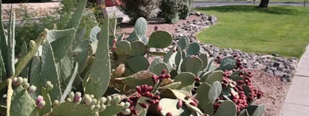 Mesilla Garden Co. - Photo 13
