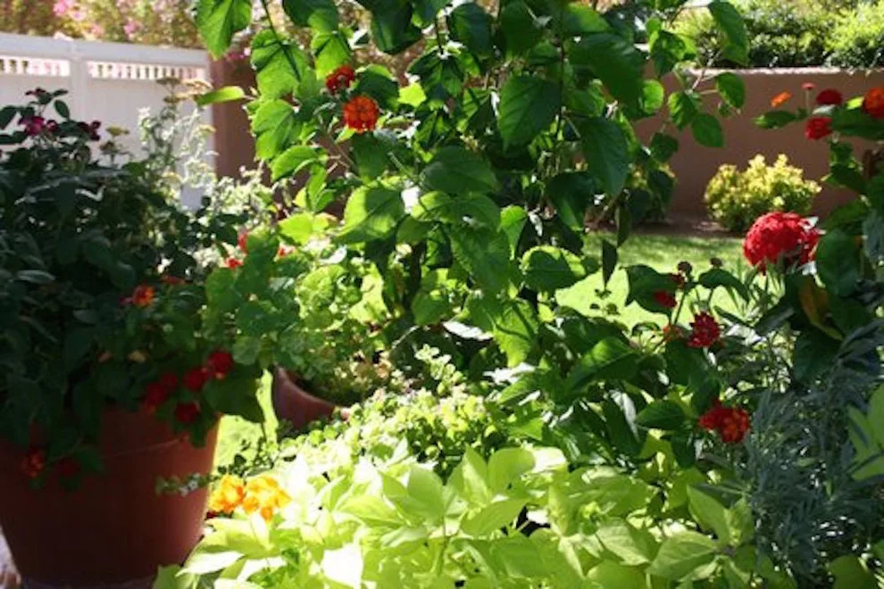Mesilla Garden Co. - Photo 14