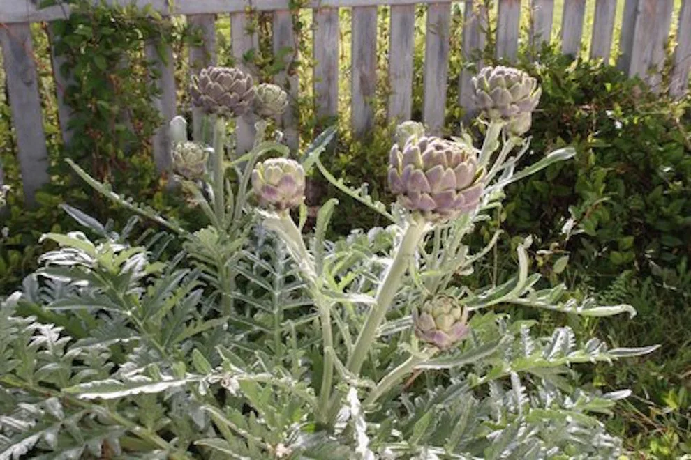 Mesilla Garden Co. - Photo 7