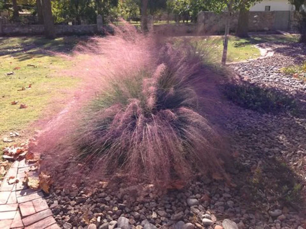 Mesilla Garden Co. - Photo 4