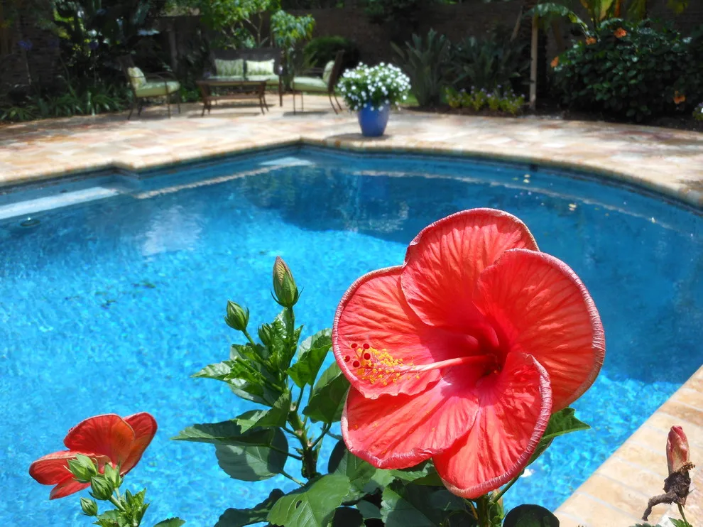 Outdoor Spaces: Swimming Pools by All Seasons Nursery & Landscaping, LLC. - Photo 49