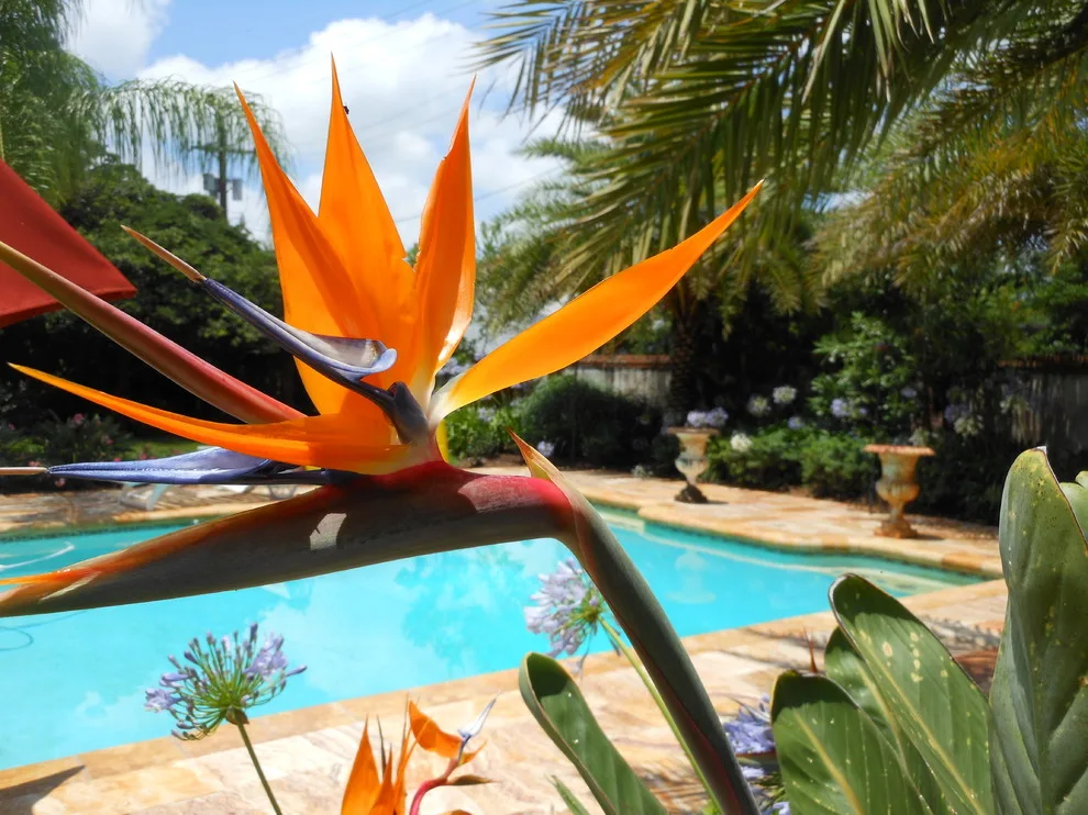 Outdoor Spaces: Swimming Pools by All Seasons Nursery & Landscaping, LLC. - Photo 34