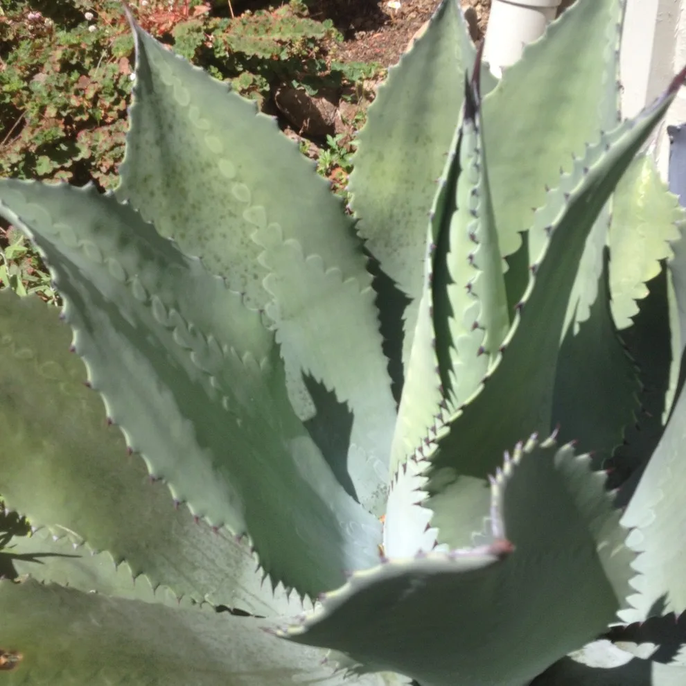 Greenings by Gardens & Gables - Photo 2