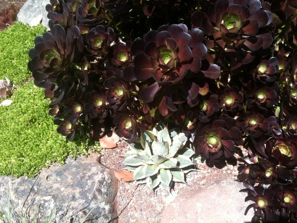 Greenings by Gardens & Gables - Photo 9