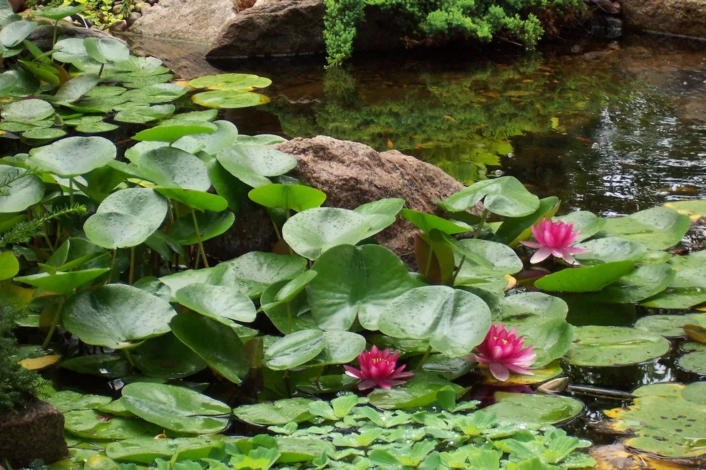 Water Bodies by Del's Garden Center - Photo 2