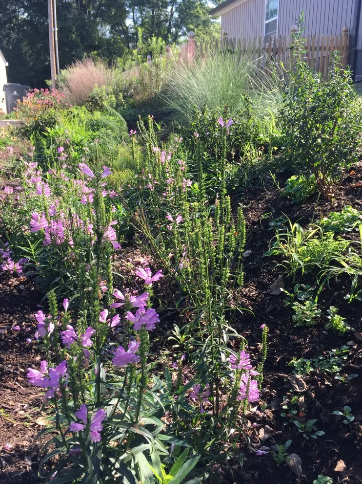 Residential Rain Garden and Pathway by Gardner Monaco Design - Photo 4