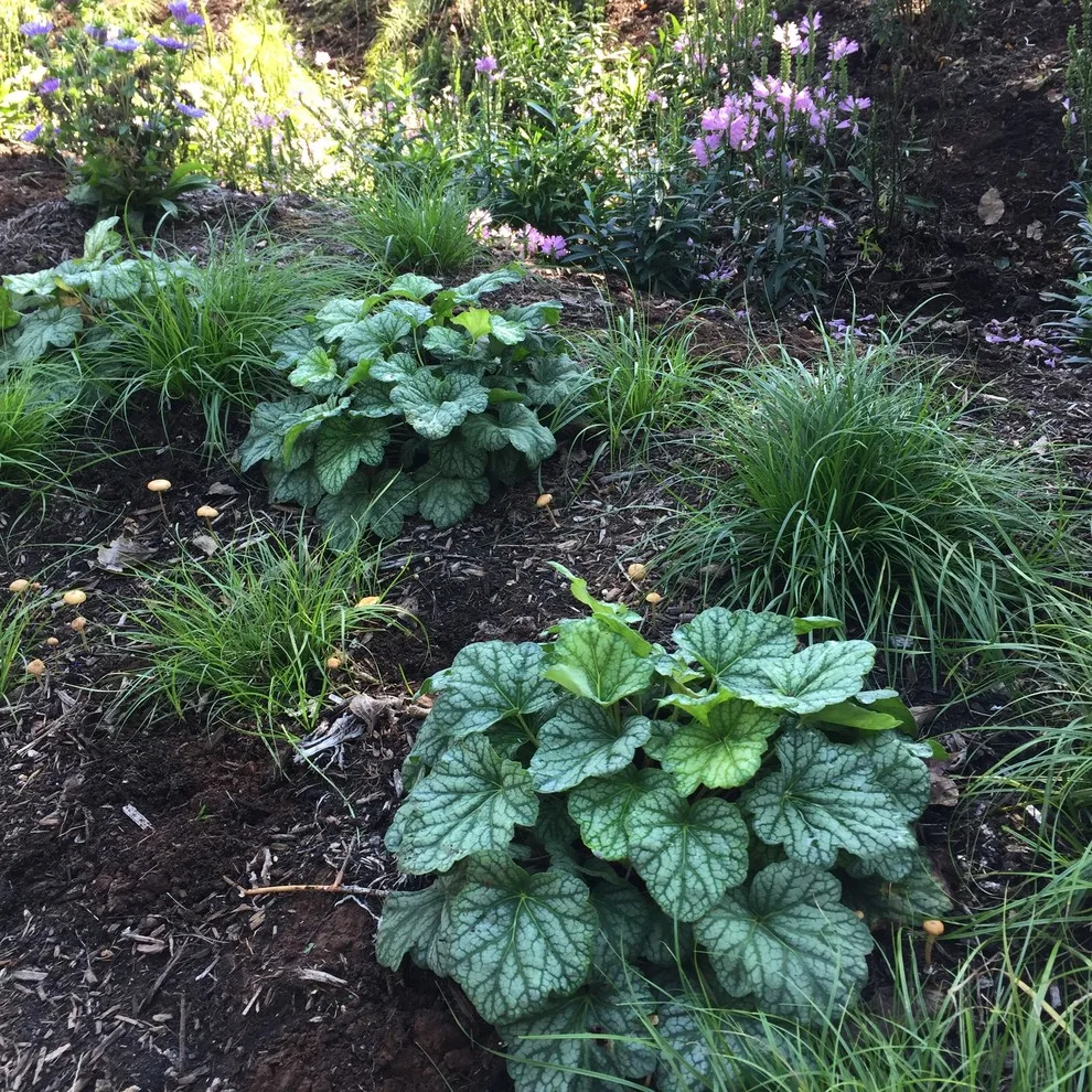 Residential Rain Garden and Pathway by Gardner Monaco Design - Photo 5