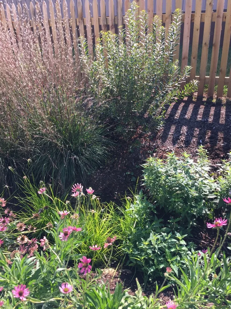 Residential Rain Garden and Pathway by Gardner Monaco Design - Photo 6