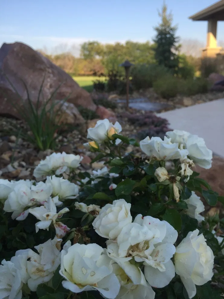 Cornerstone Landscape Studio - Photo 7