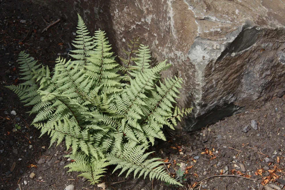 South Hill Artisan by Pacific Garden Design - Photo 19