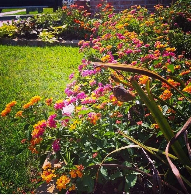 Sun-Kissed Garden by Megan Montgomery Design - Photo 2