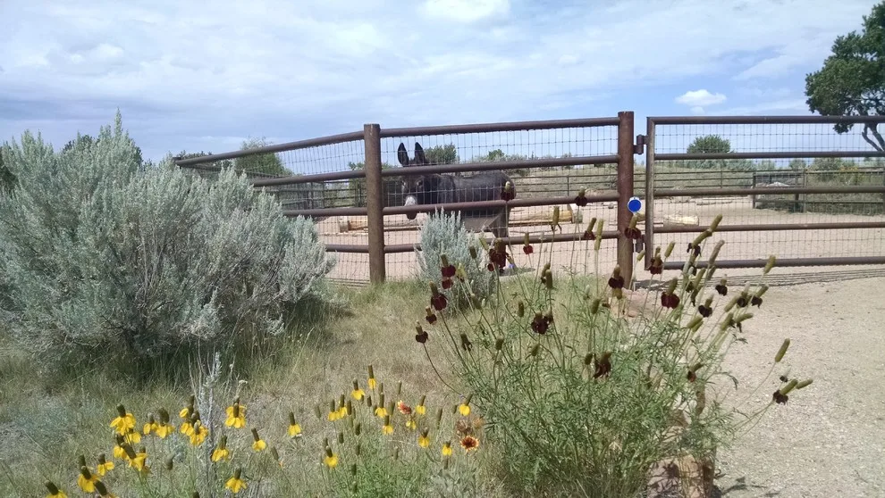 Taos Water-Efficient Landscaping by Taos Landscaping - Photo 11