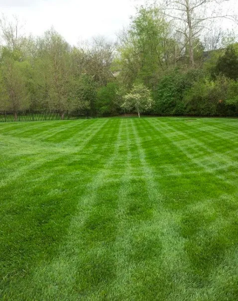 Flourish and Turf Care by The Lawn Butler - Photo 4