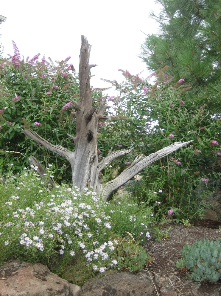 West Side Shift to Indigenous by Heart Springs Landscape Design, LLC - Photo 2
