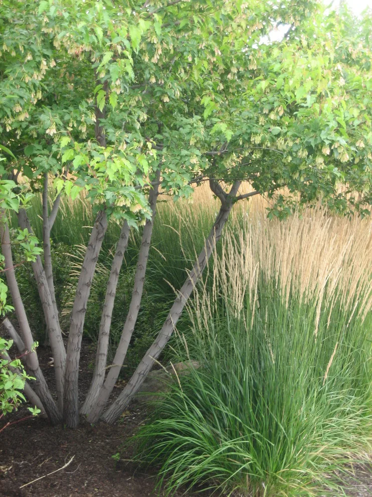 West Side Shift to Indigenous by Heart Springs Landscape Design, LLC - Photo 3