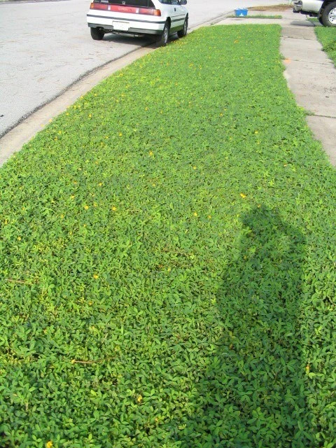 LanVilla Outdoor - Photo 8