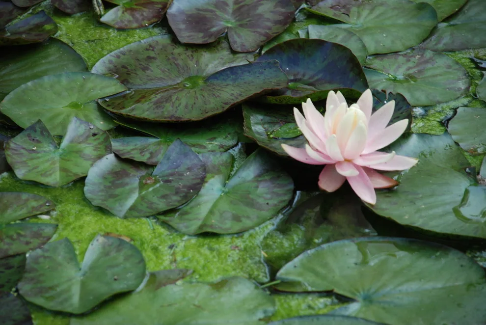 Escape Garden Design - Photo 12