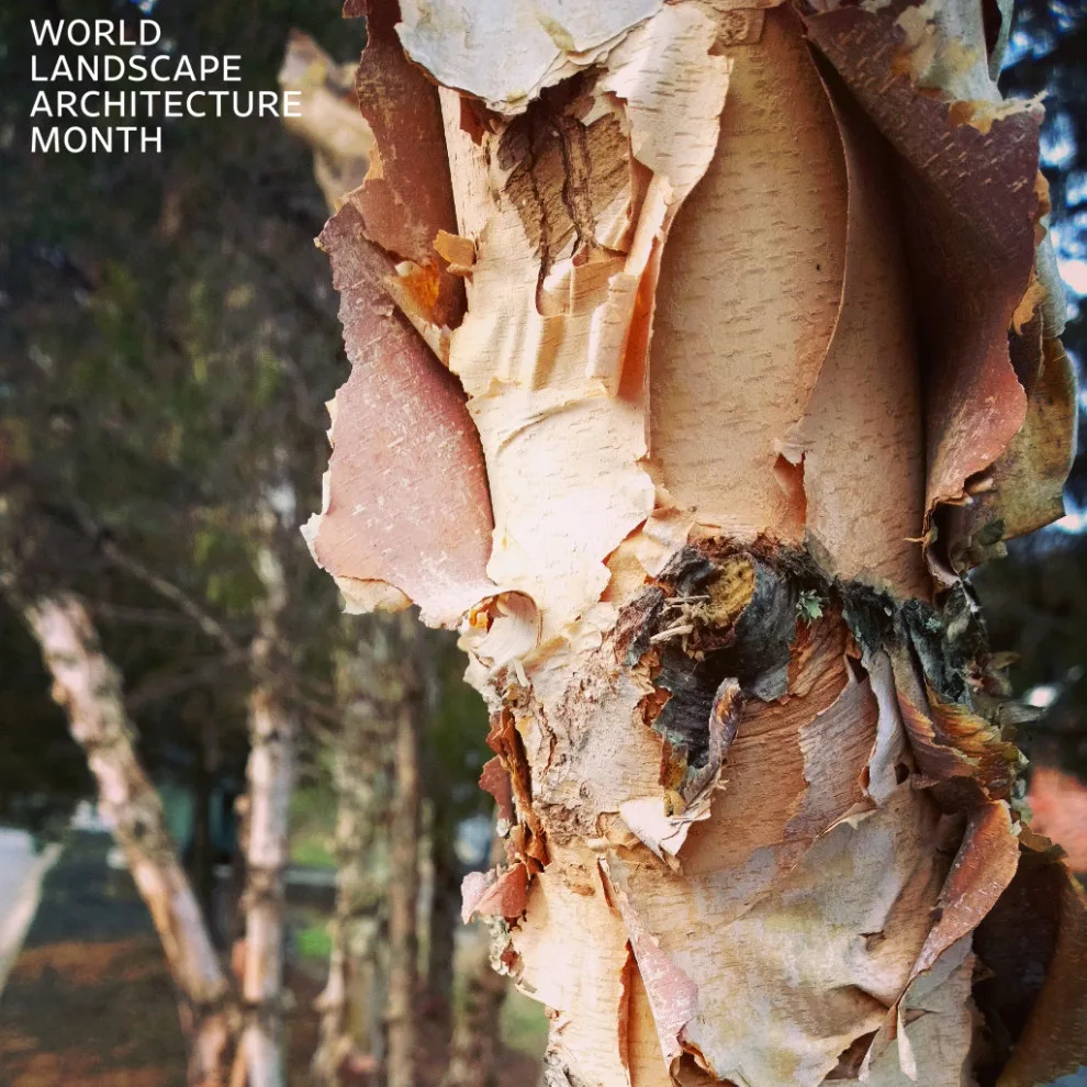 Global Landscape Architecture Month 2024 by Carex Design Group - Photo 11