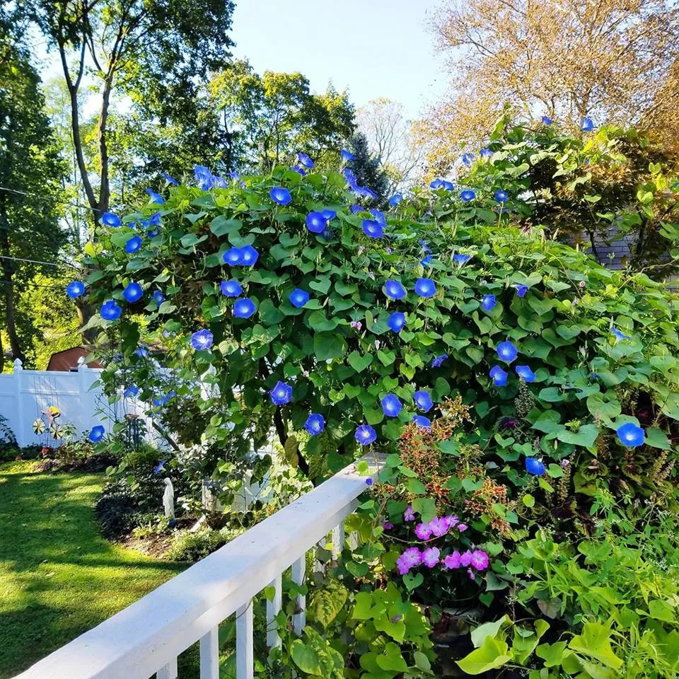Garden and Outdoor Recreation Space by Cliffeton Green Design Concepts - Photo 23