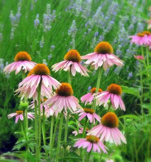 Hidden Springs by Chuck B Edwards Landscape Architecture & 3D - Photo 6
