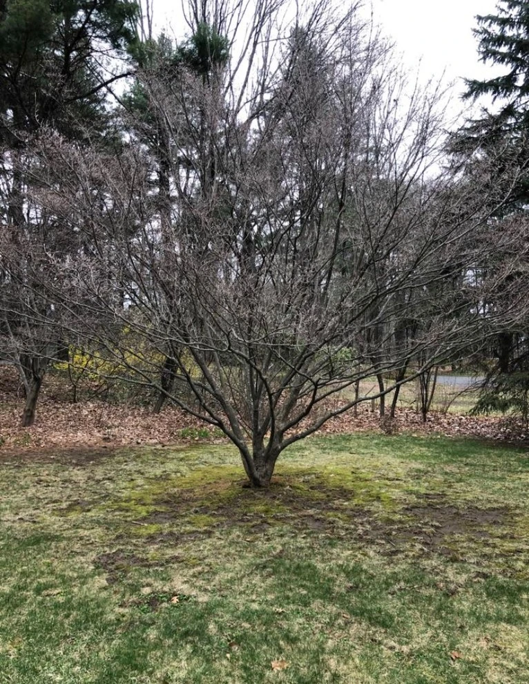 Wayland 2 by Maple Tree Landscape - Photo 4