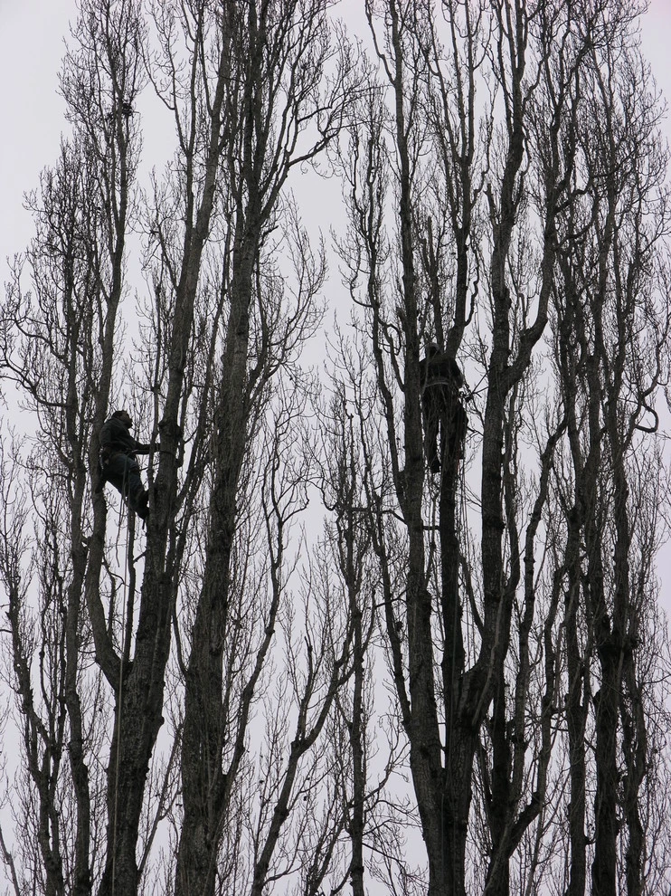 Johnson's Tree & Garden Service - Photo 4
