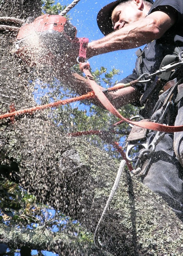 Certified Arborists - Tree Care by Johnson's Tree & Garden Service - Photo 3