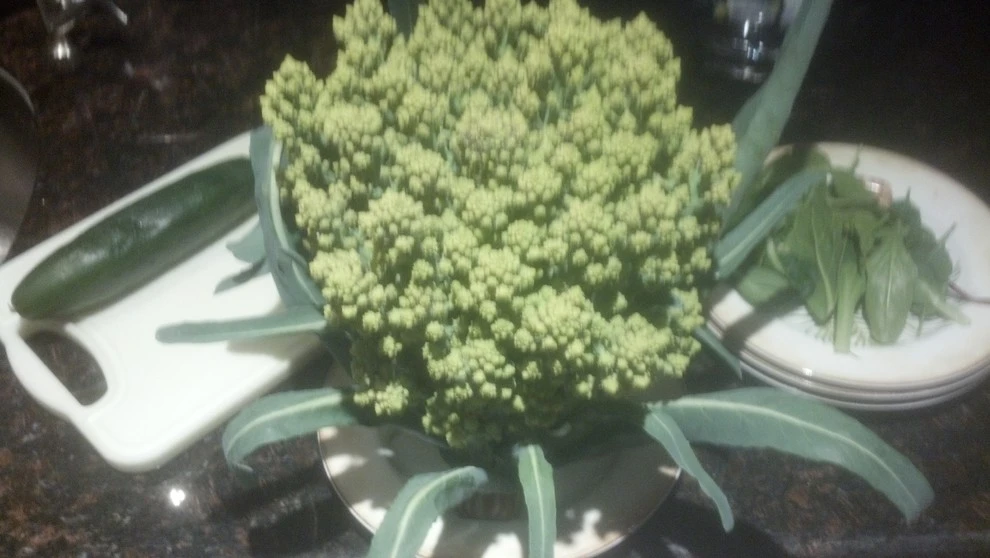 Palm Garden Depot - Photo 9