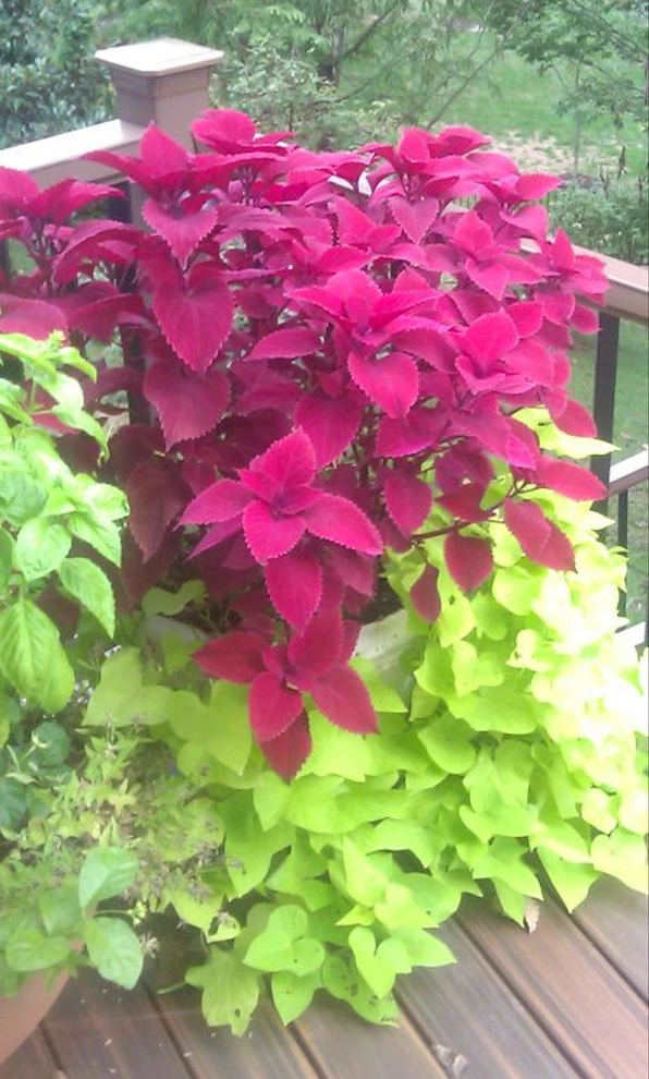 Plant Professor - Photo 8