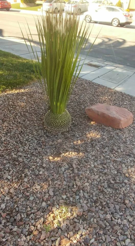 Drought Tolerant by Mojave Land Maintenance - Photo 4