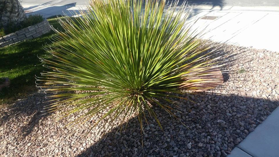 Drought Tolerant by Mojave Land Maintenance - Photo 11
