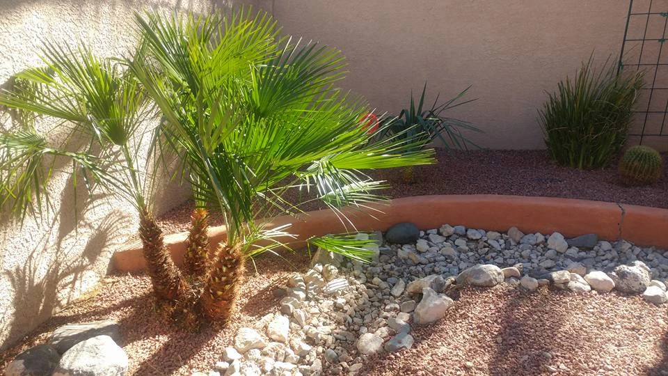 Drought Tolerant by Mojave Land Maintenance - Photo 7