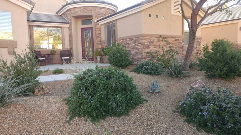 Drought Tolerant by Mojave Land Maintenance - Photo 8