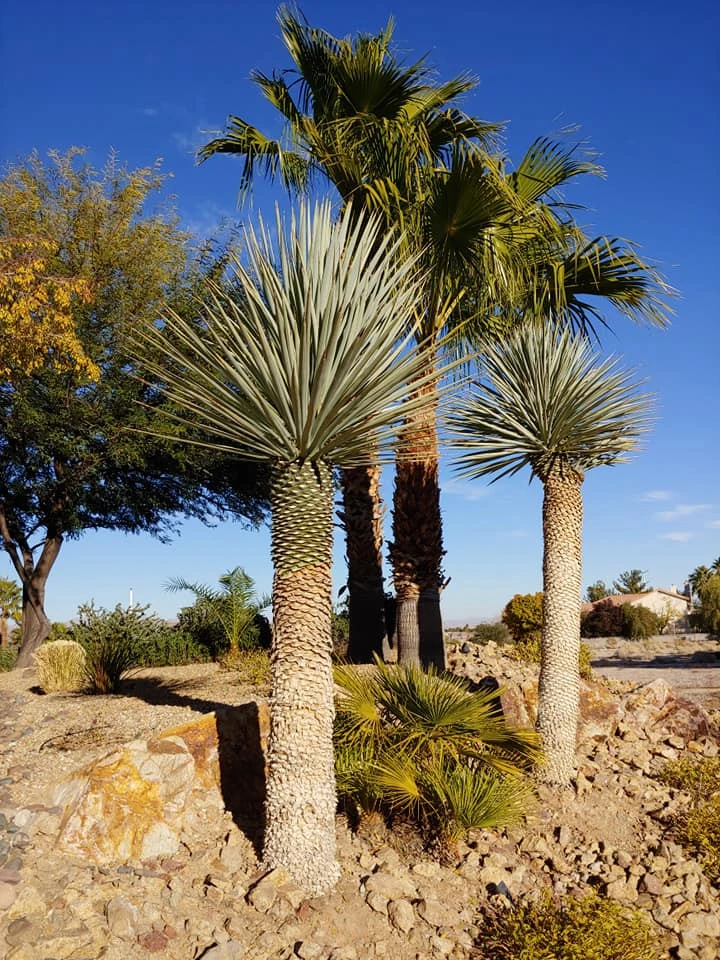 Yard Maintenance by Mojave Land Maintenance - Photo 9