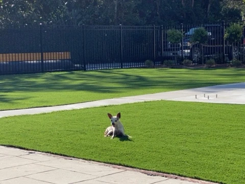 Backyard Synthetic Turf by Reeves Land Services LLC - Photo 5