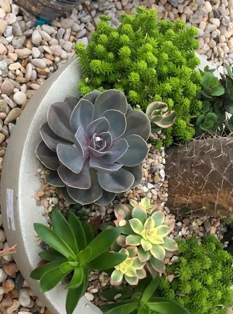 Succulent Garden by Reeves Land Services LLC - Photo 6