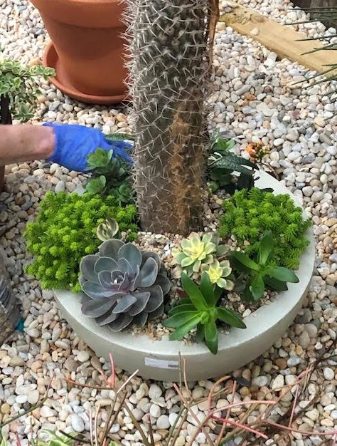 Succulent Garden by Reeves Land Services LLC - Photo 4