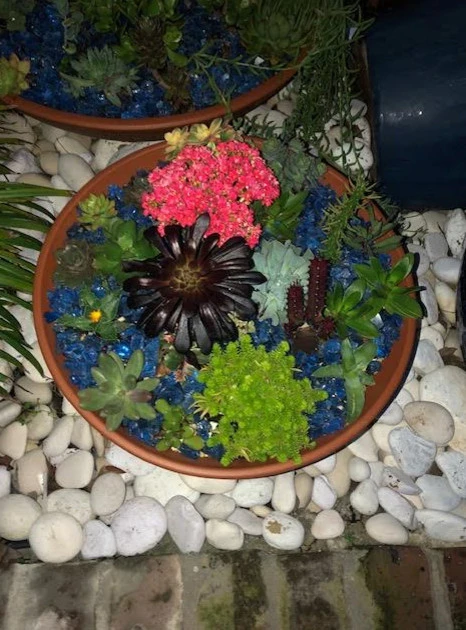 Succulent Garden by Reeves Land Services LLC - Photo 5