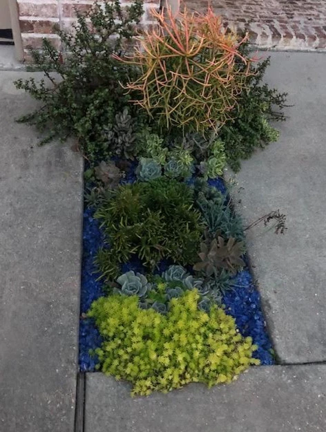 Succulent Garden by Reeves Land Services LLC - Photo 2