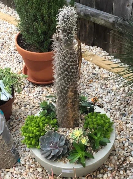 Succulent Garden by Reeves Land Services LLC - Photo 3