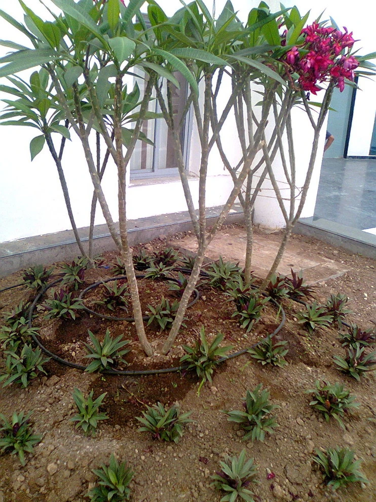 Nature In MIniature - Photo 11