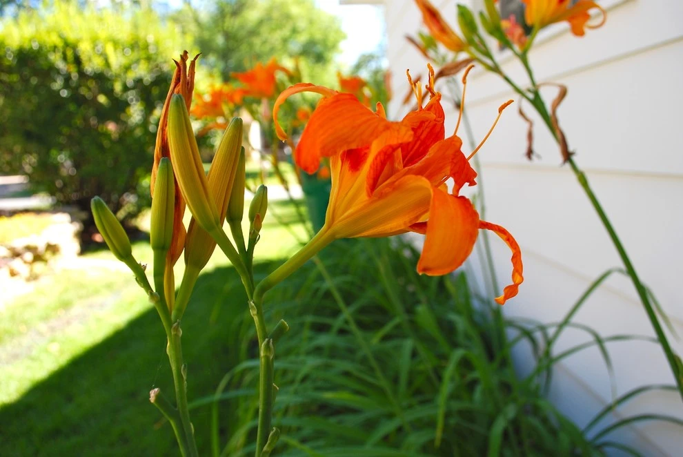 Landscape Design by Nelson Lawn And Landscape - Photo 4