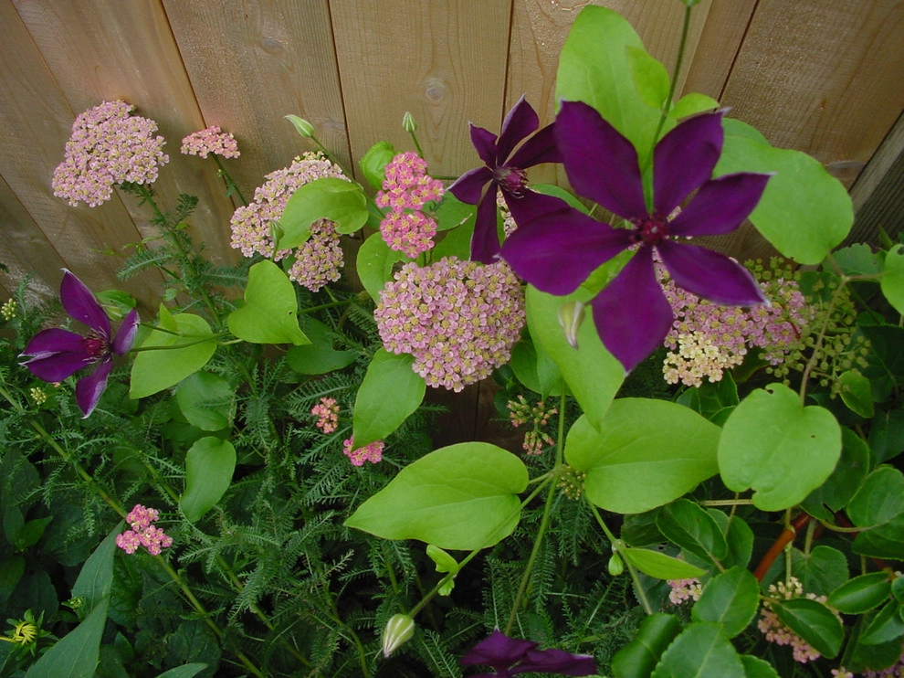 Perennial Garden by Coyle & Caron Landscape Architecture - Photo 4