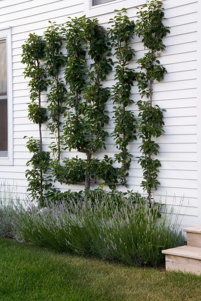 Contemporary Vineyard by Craig Bergmann Landscape Design - Photo 4