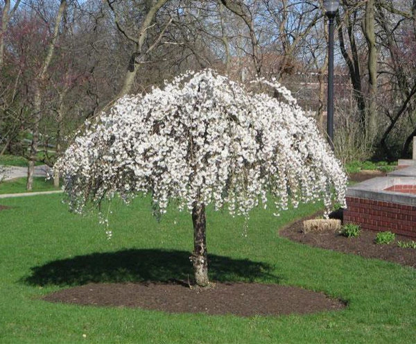Sparrow Landscape And Lawn Care - Photo 4